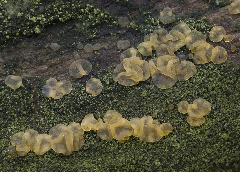 Dacrymyces lacrymalis